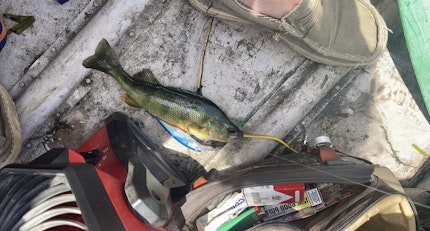 Hall Pond Fishing Report for Yellow Perch(Jul 2, 2022)