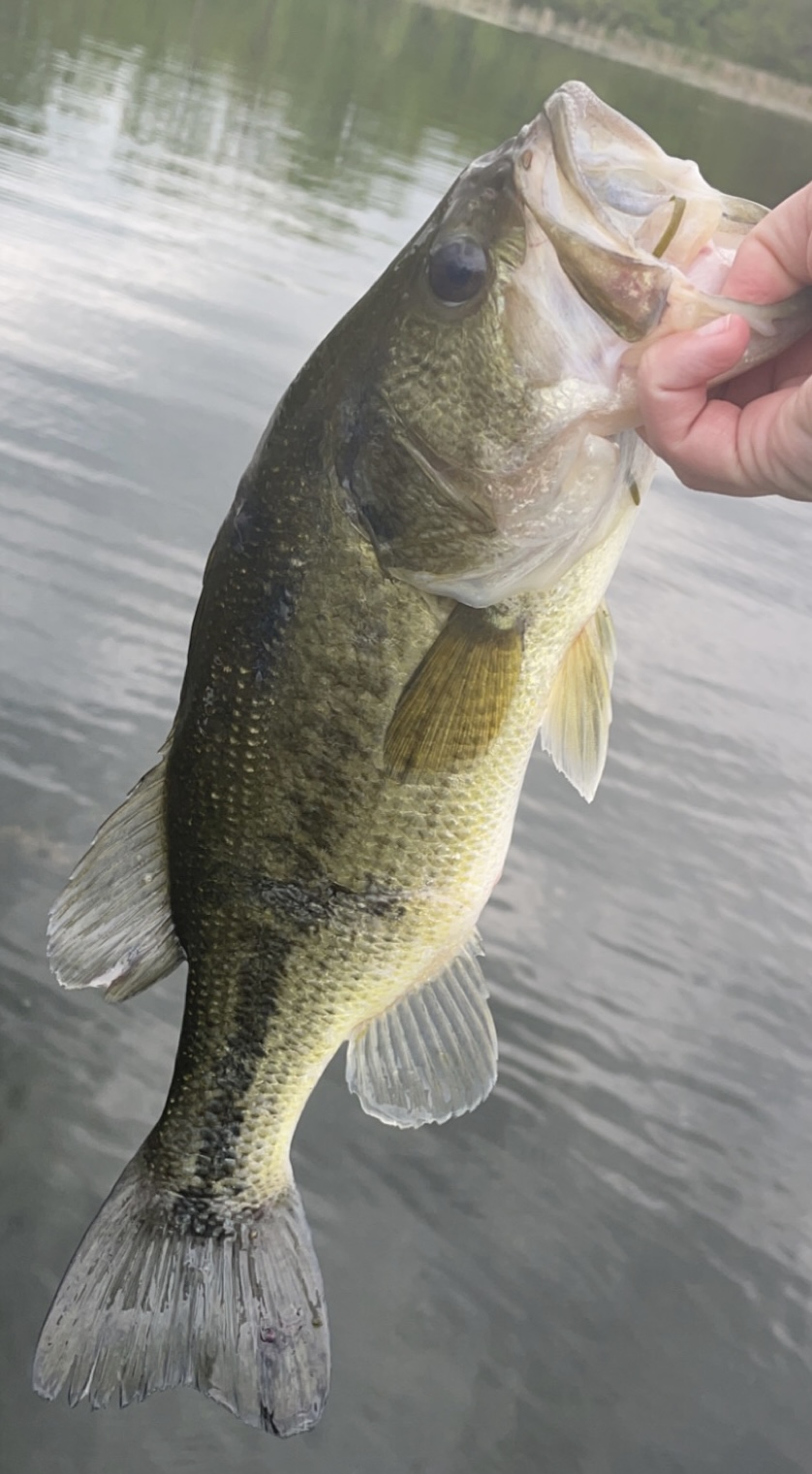 Upper Prior Lake Fishing Report for Largemouth Bass(Jul 18, 2022 ...