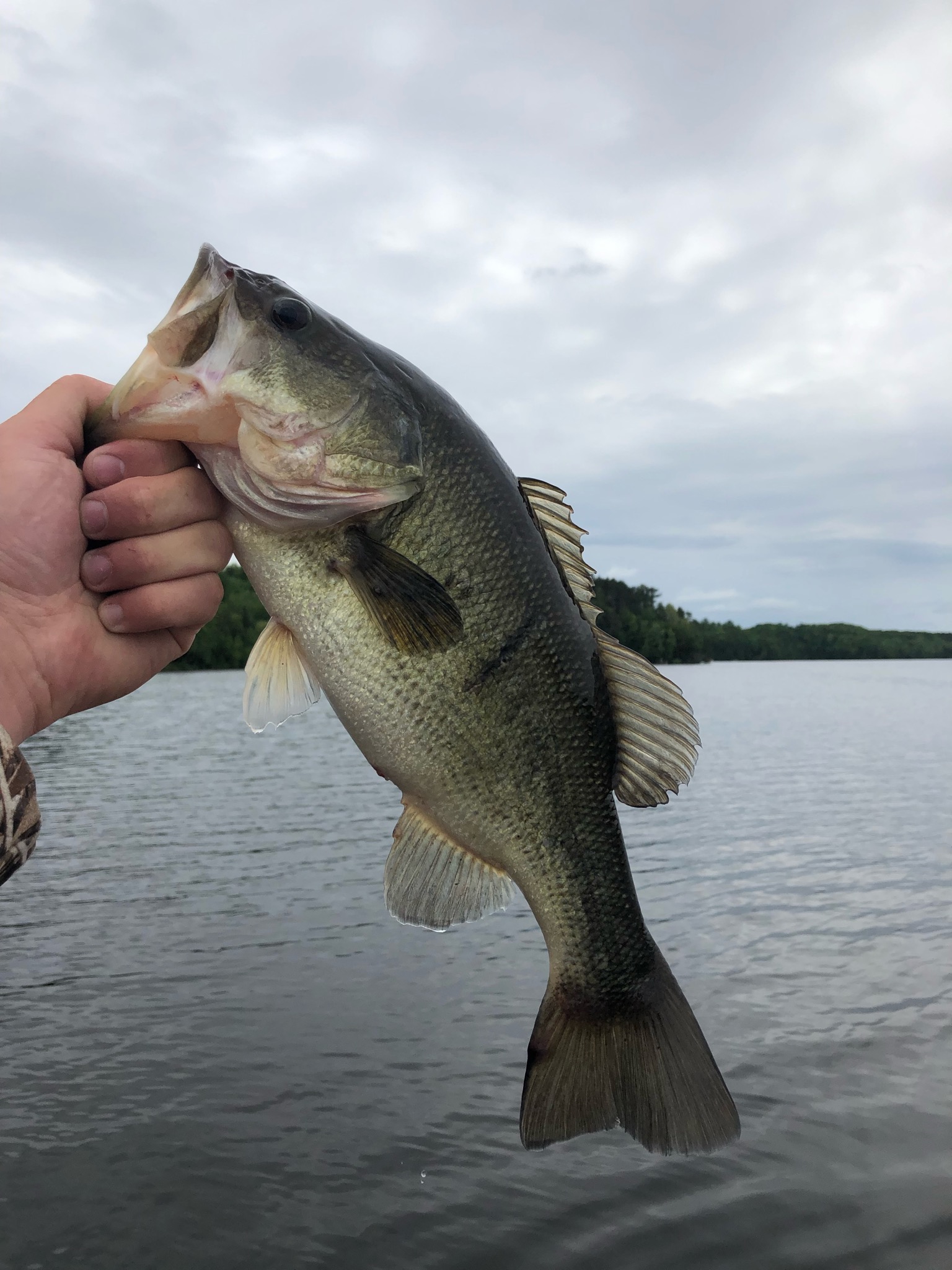 Chute Pond Fishing Report for Largemouth Bass(Oct 5, 2020) Omnia Fishing