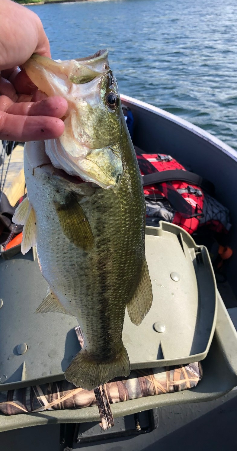 Lake Moraine Fishing Report for Largemouth Bass(Aug 1, 2022) | Omnia ...