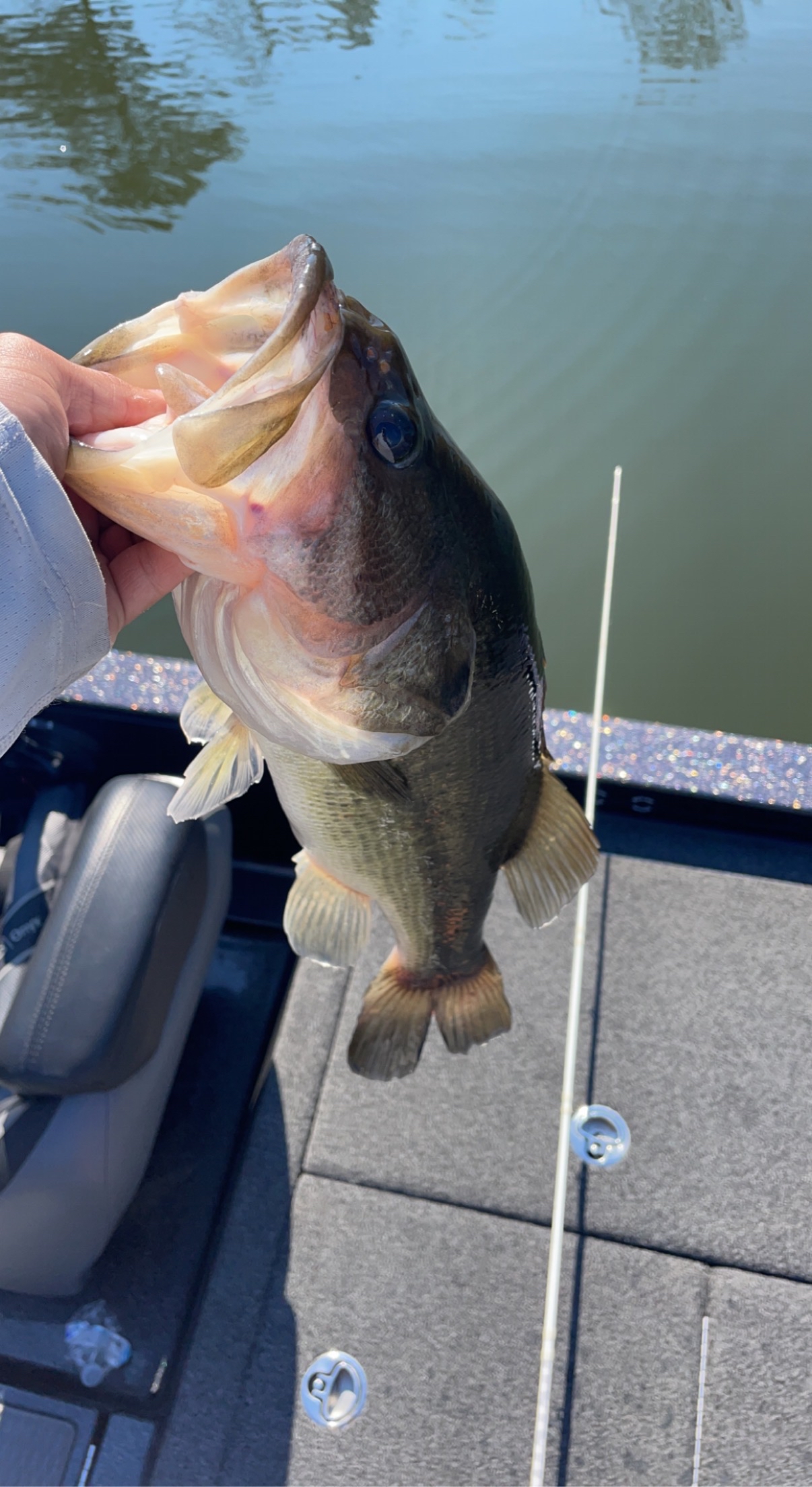 Kentucky Lake Fishing Report for Largemouth Bass(Feb 8, 2023) | Omnia ...