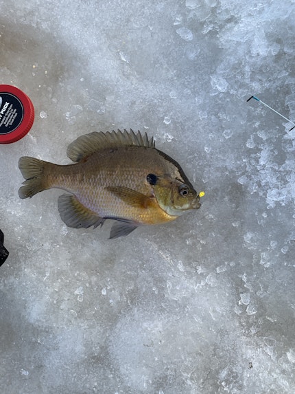 Chequamegon Waters Flowage Fishing Report for Panfish / Bluegill