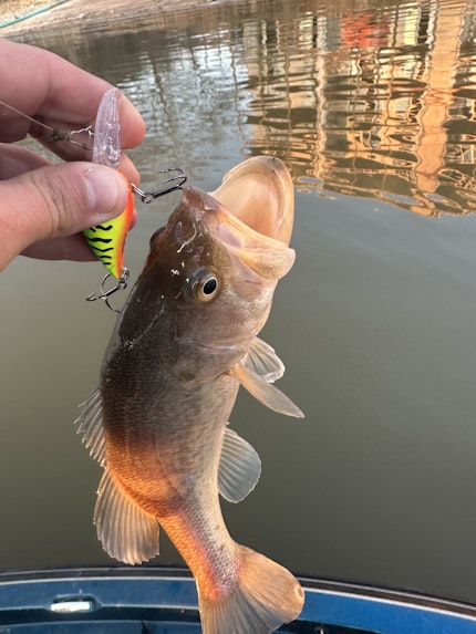 Lake Of The Ozarks Fishing Report for Largemouth Bass(Mar 28, 2023)