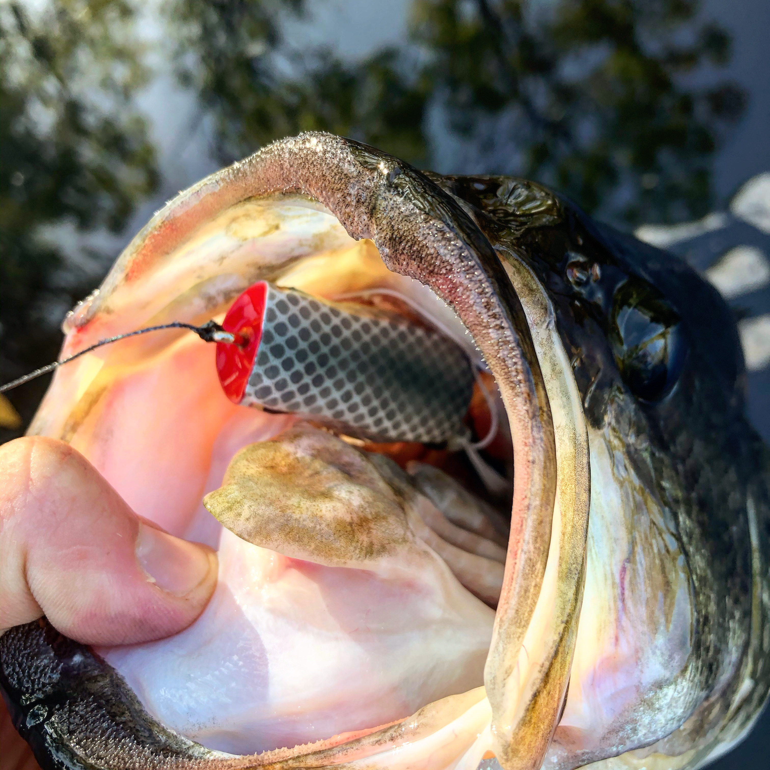 St. Johns River Fishing Report for Largemouth Bass(Mar 15, 2021