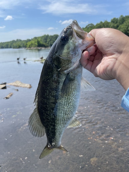 Lake Wylie (2) Fishing Report for Spotted Bass(Jun 28, 2023)