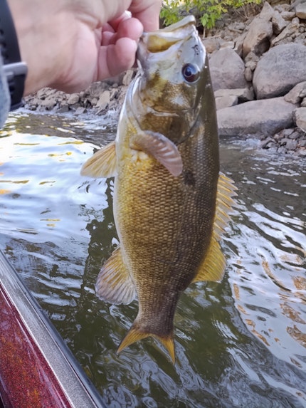 Wolf River Fishing Report for Smallmouth Bass(Oct 17, 2023