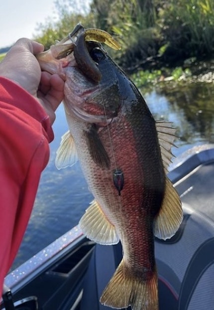 Cooper River Fishing Report for Largemouth Bass(Oct 21, 2023)