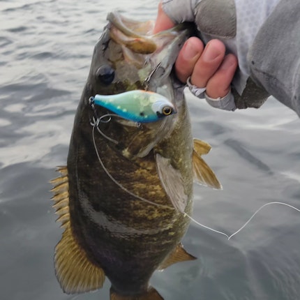 Pool 6 Mississippi Fishing Report for Smallmouth Bass(Oct 24, 2023
