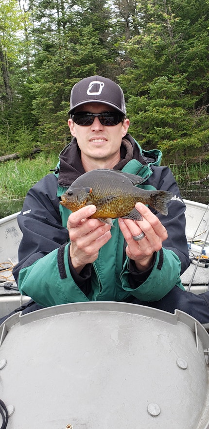 Spirit River Flowage Fishing Report for Panfish / Bluegill(Jun 3