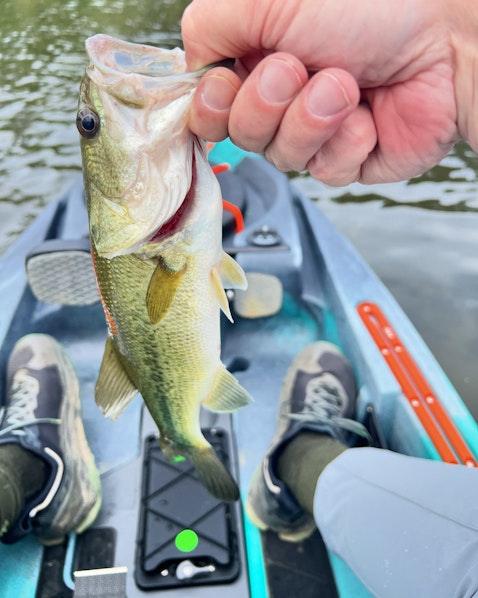 Chickamauga Lake Fishing Reports | Omnia Fishing