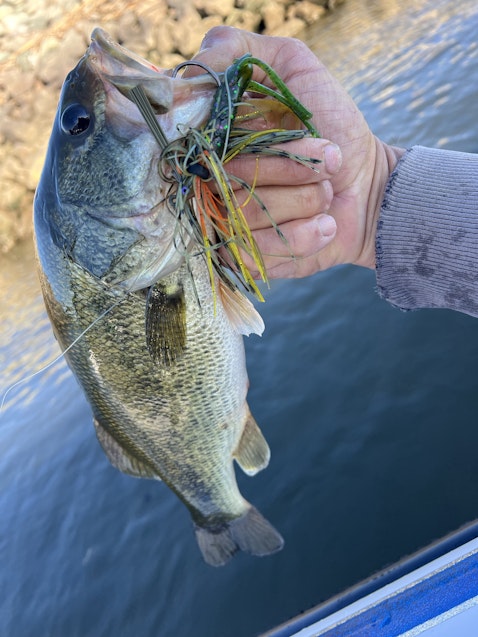 California Delta Fishing Reports | Omnia Fishing