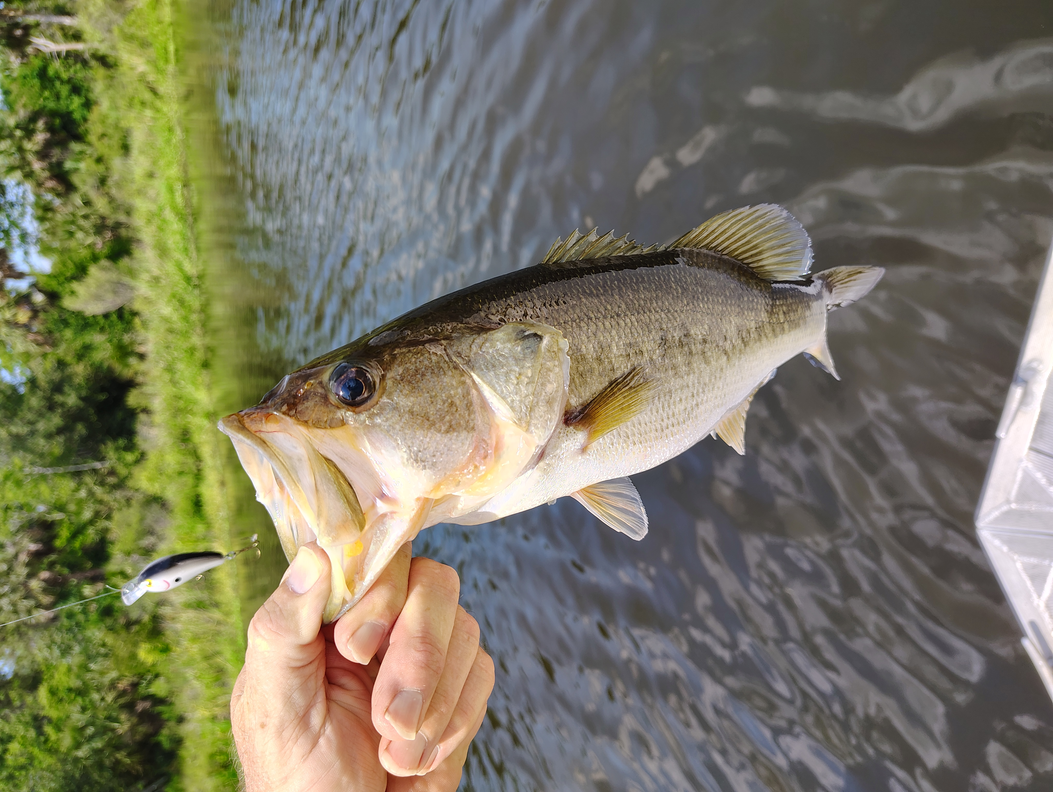 Lake Apopka Fishing Reports | Omnia Fishing