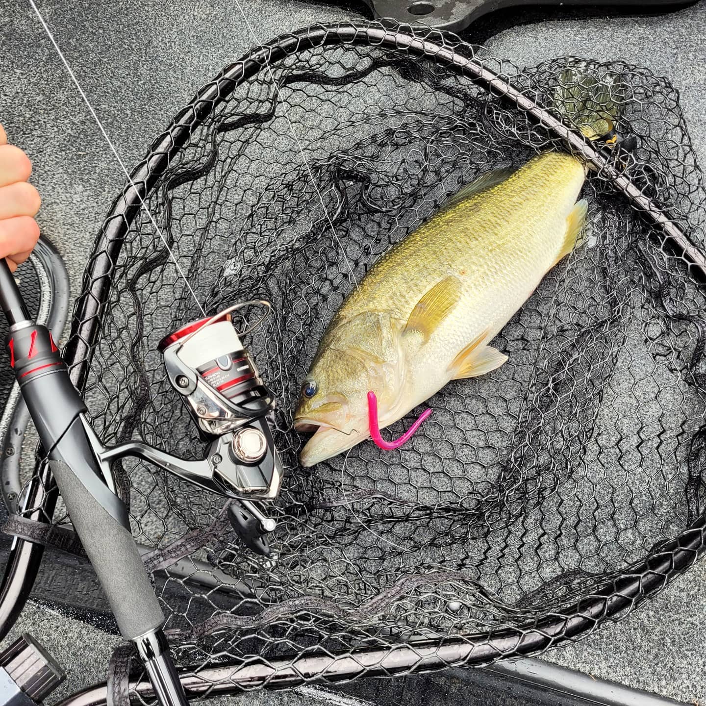 Lake Hamilton Fishing Report for Largemouth Bass(Oct 3, 2021) Omnia