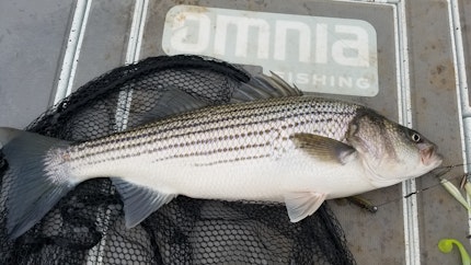 Old Hickory Lake Fishing Report for Striped Bass(Dec 7, 2021
