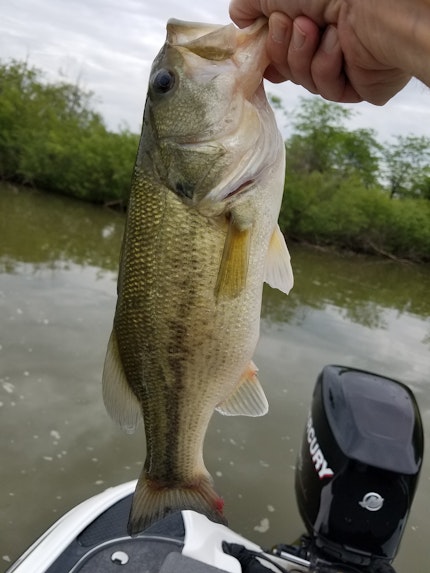 Mississinewa Lake Fishing Report for Largemouth Bass(Jan 10, 2022 ...