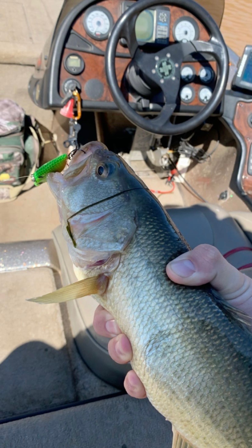 Clarks Hill Reservoir Fishing Report for Largemouth Bass(Mar 14, 2022) Omnia Fishing