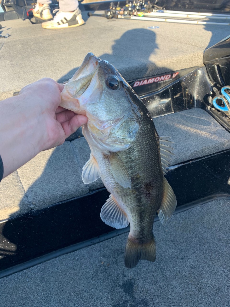 Lake Greenwood Fishing Report for Largemouth Bass(Mar 21, 2022) | Omnia ...