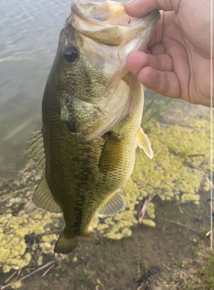 Lake Andrea Fishing Report for Largemouth Bass(Mar 22, 2022)