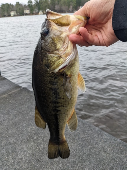 Forge Pond Fishing Report for Largemouth Bass(Apr 3, 2022) | Omnia Fishing