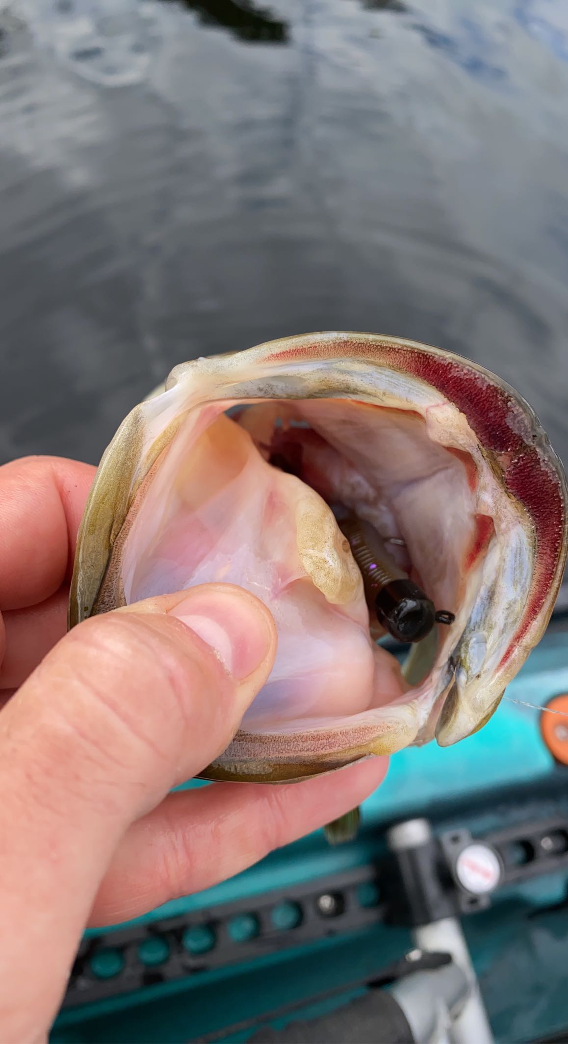 Little Island Pond Fishing Report for Largemouth Bass(Apr 12, 2022