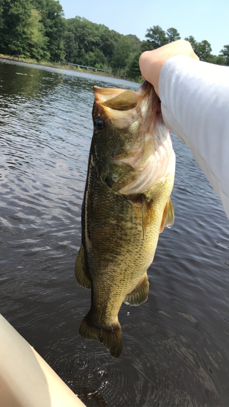 Chesapeake Bay Fishing Report for Largemouth Bass(Apr 17, 2022) | Omnia