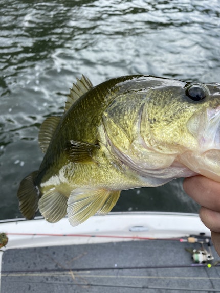 Lake Minnetonka Largemouth Fishing