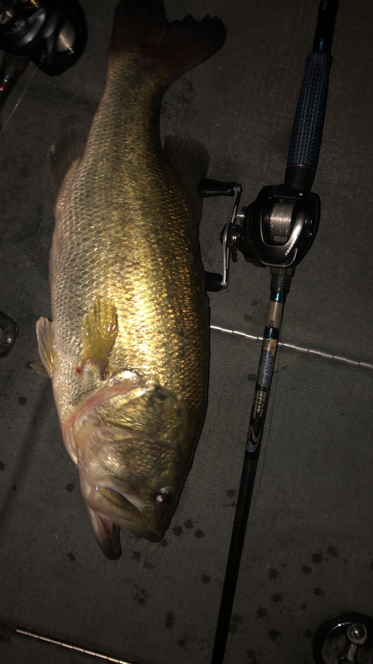 Lake Conroe Fishing Report for Largemouth Bass(Jun 20, 2022) Omnia