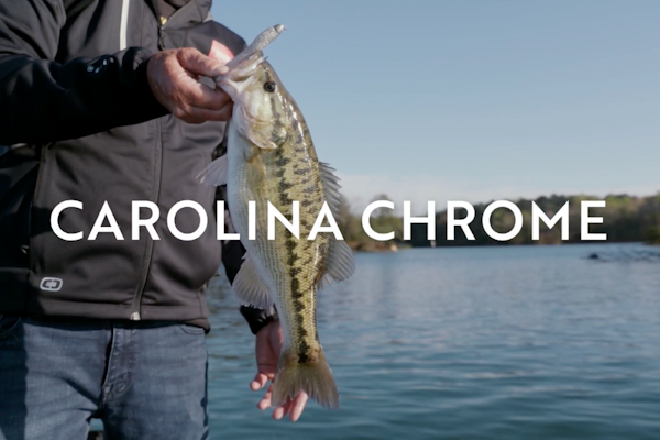 Carolina Chrome Color by Strike King