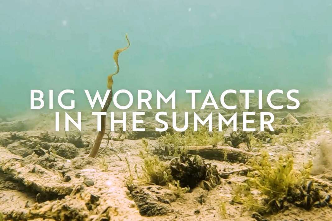 Big Worm Summer Tactics with Mark Menendez