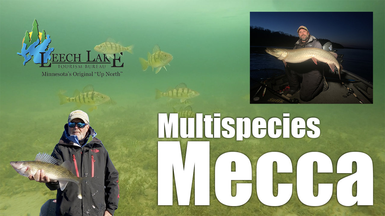 Leech Lake Multispecies Mecca (Lindner's Angling Edge Episode 11)