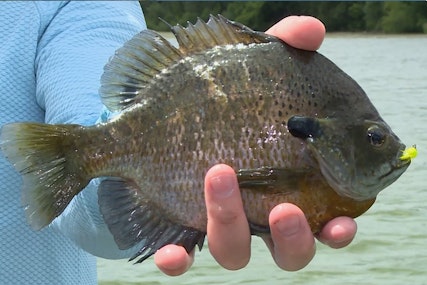 Perfect Panfish Presentation with the VMC Tungsten Bullfly