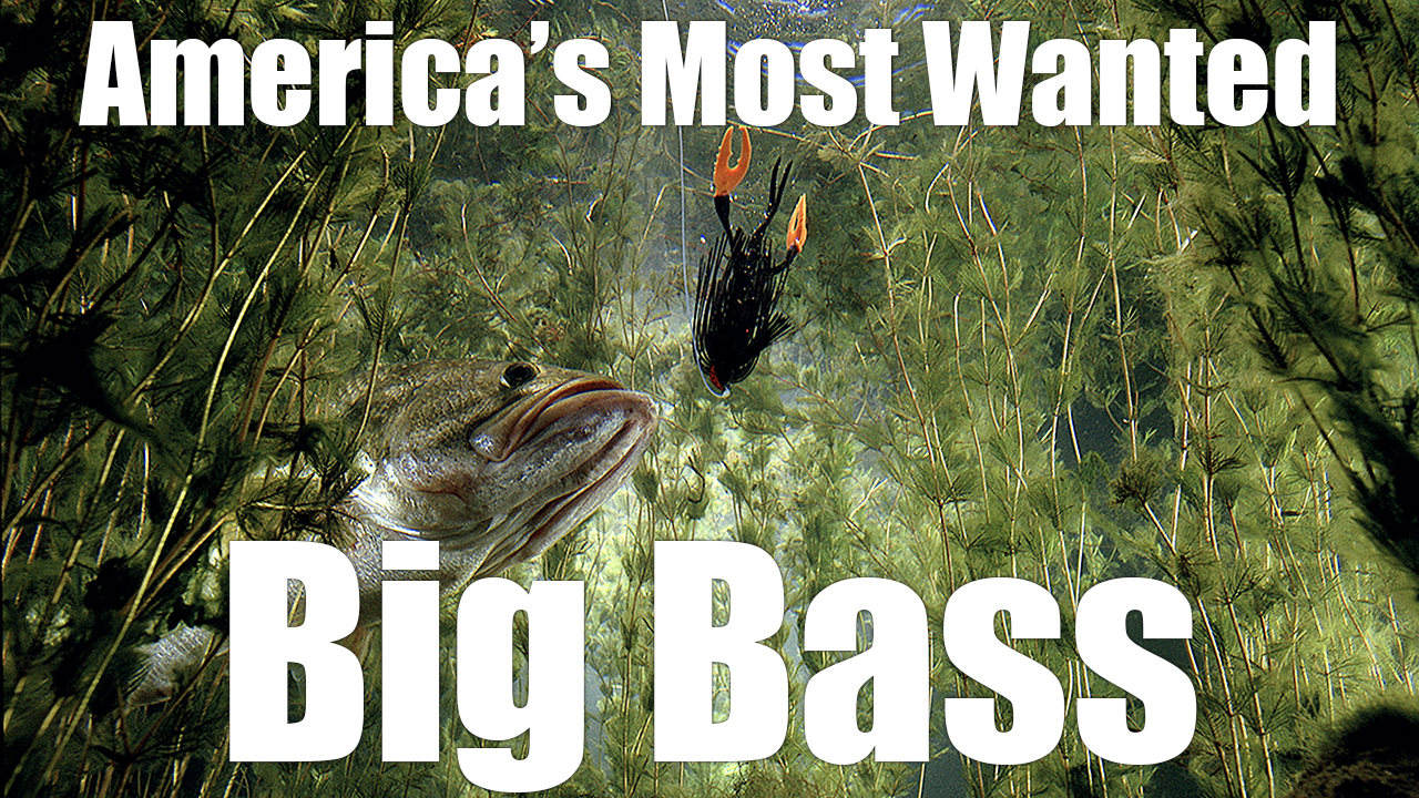 America’s Most Wanted - Big Bass 