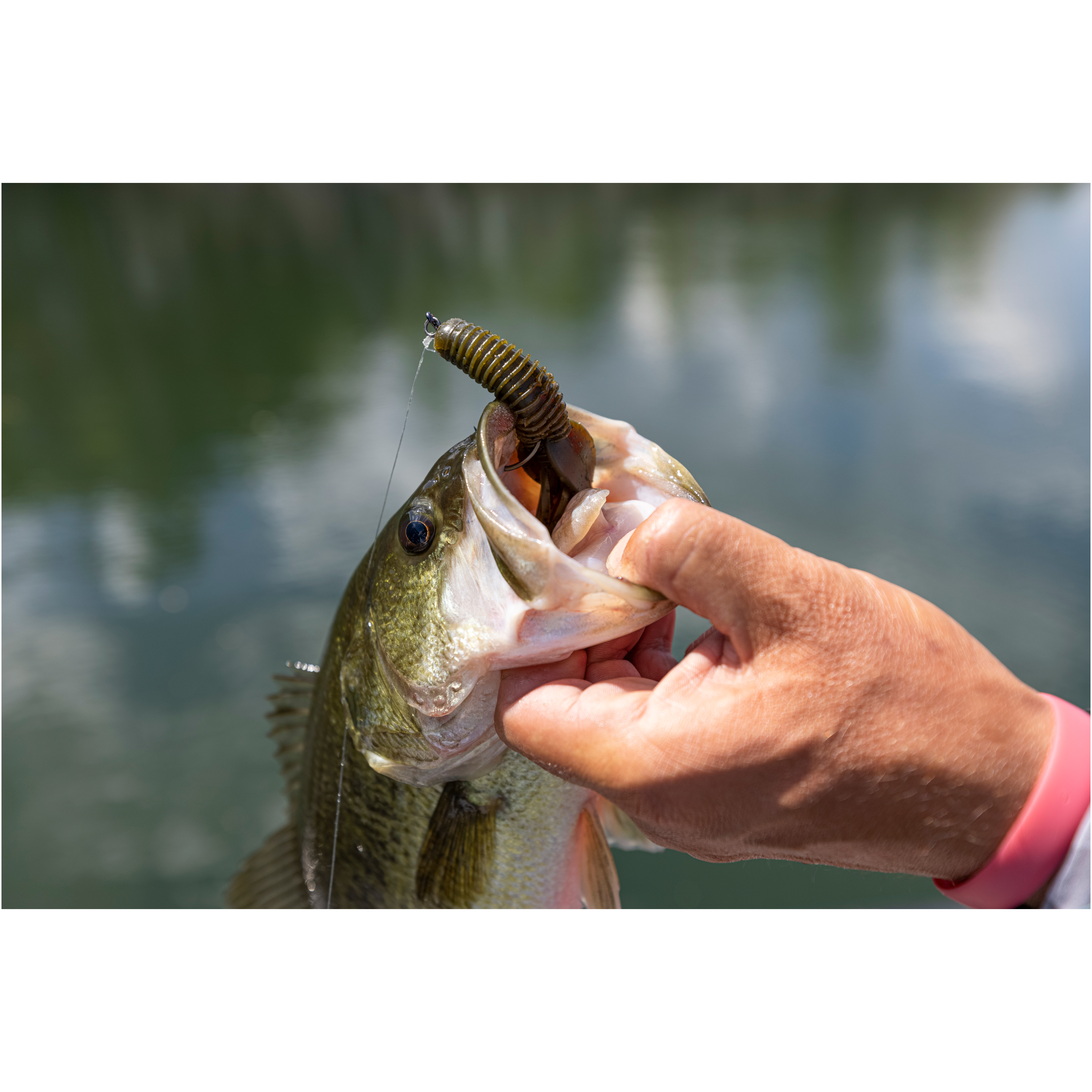 Bass Fishing With a Texas Rig Worm that Cost $0.25 - Budget