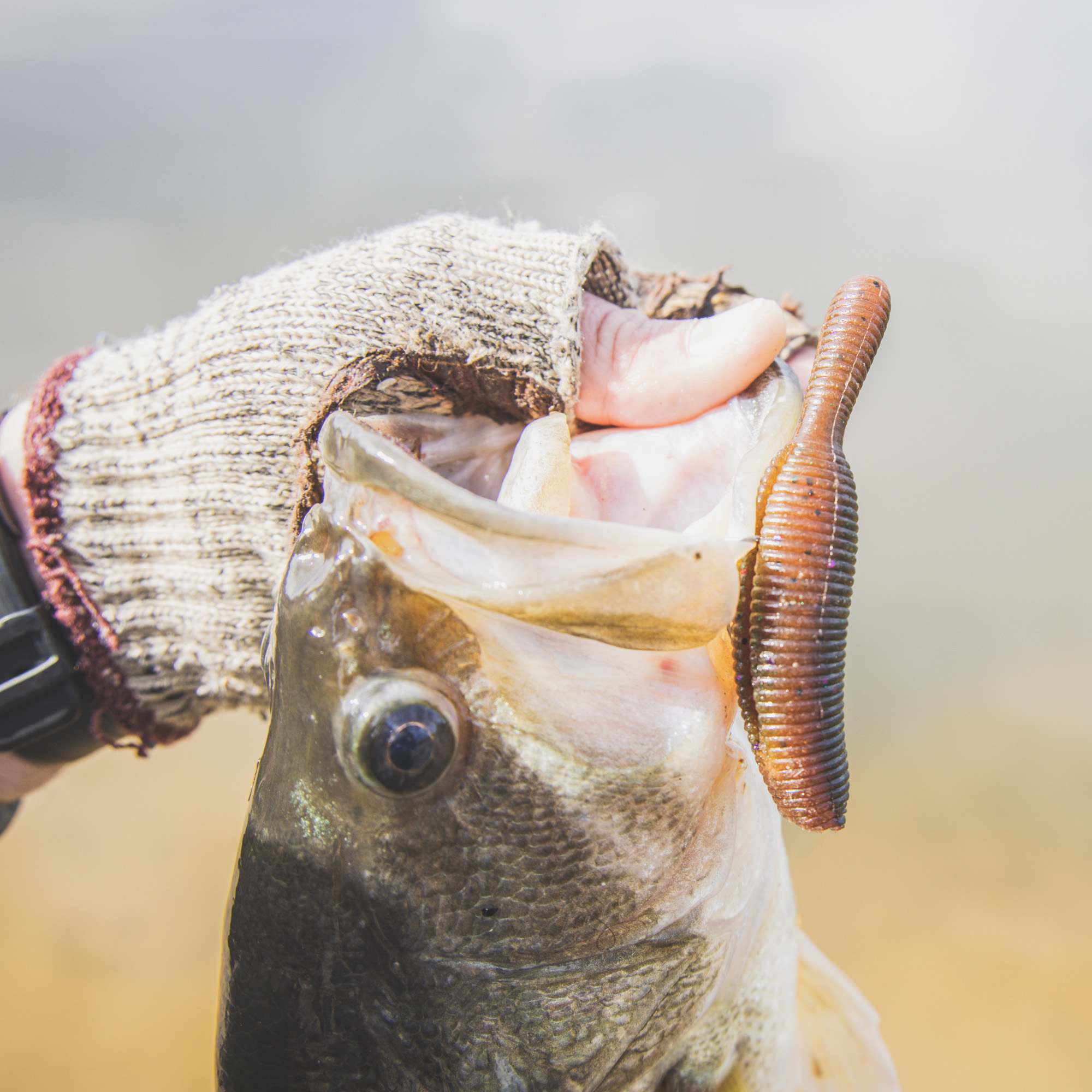 Yamamoto Yamatanuki 3.5