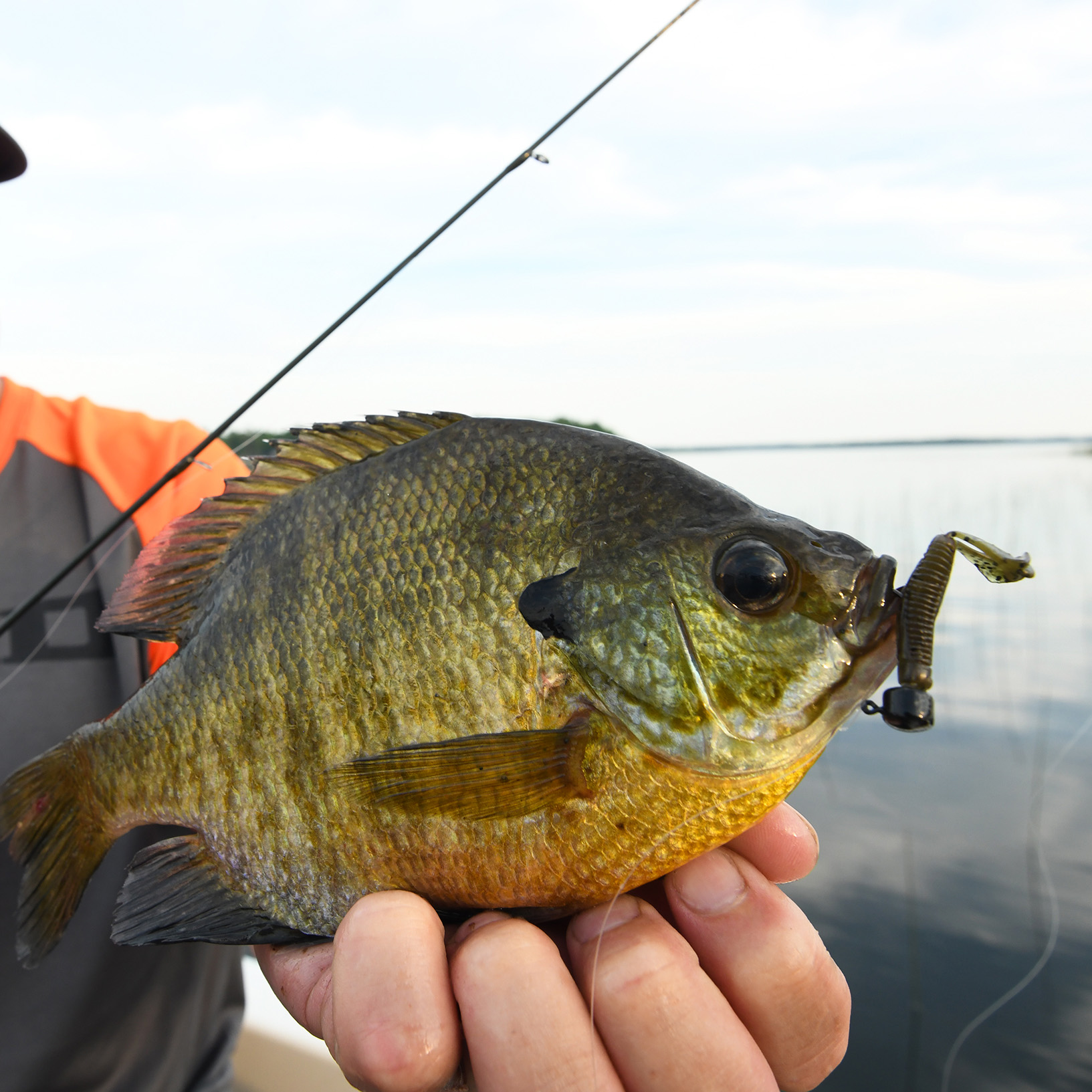 Z-Man Micro Finesse Micro Goat | Omnia Fishing