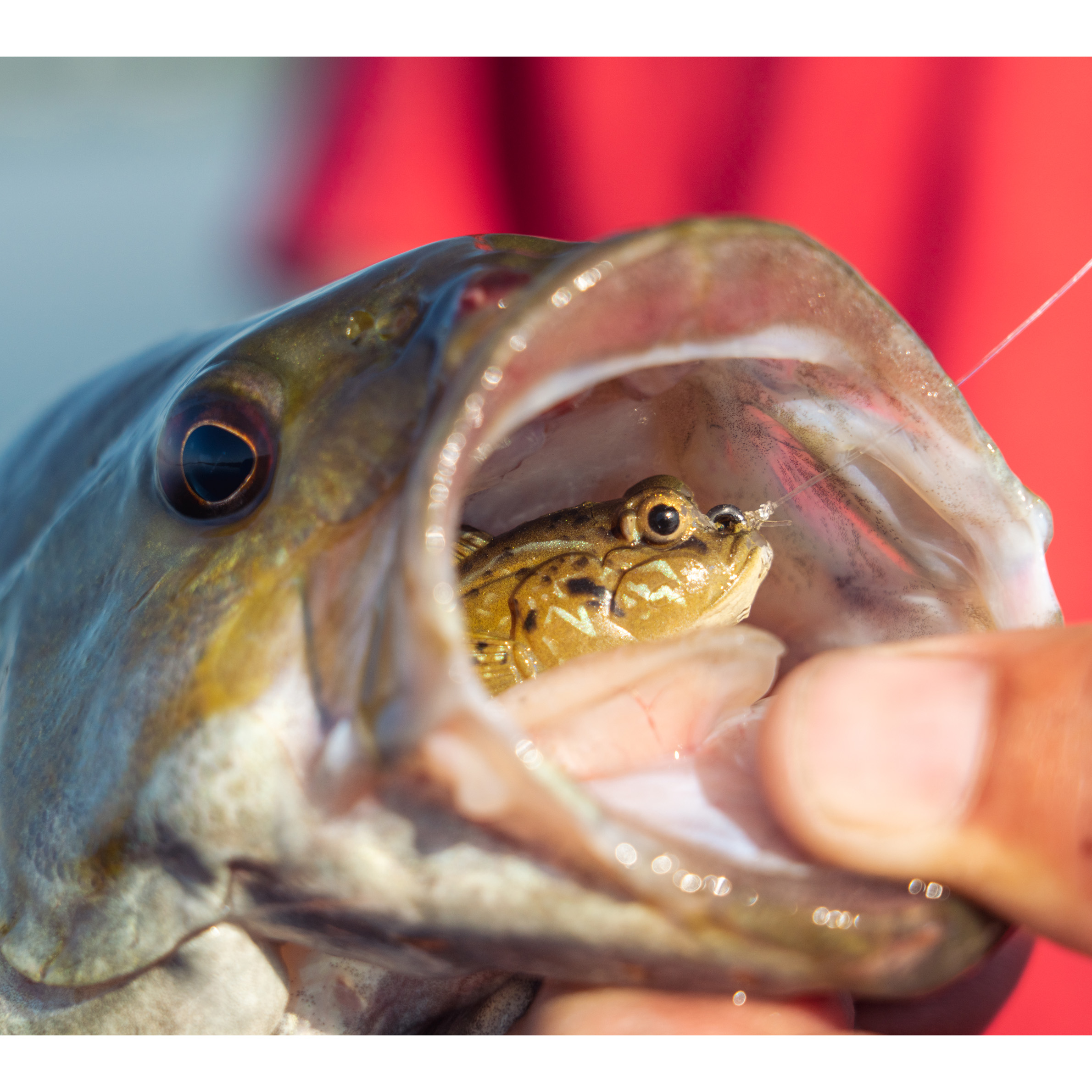 【在庫ラス１世界限定5000体】ボビングヘッド PEZ BOY ポリスマン Amazon.co.jp: 世界限定5000体 ボビングヘッド PEZ BOY