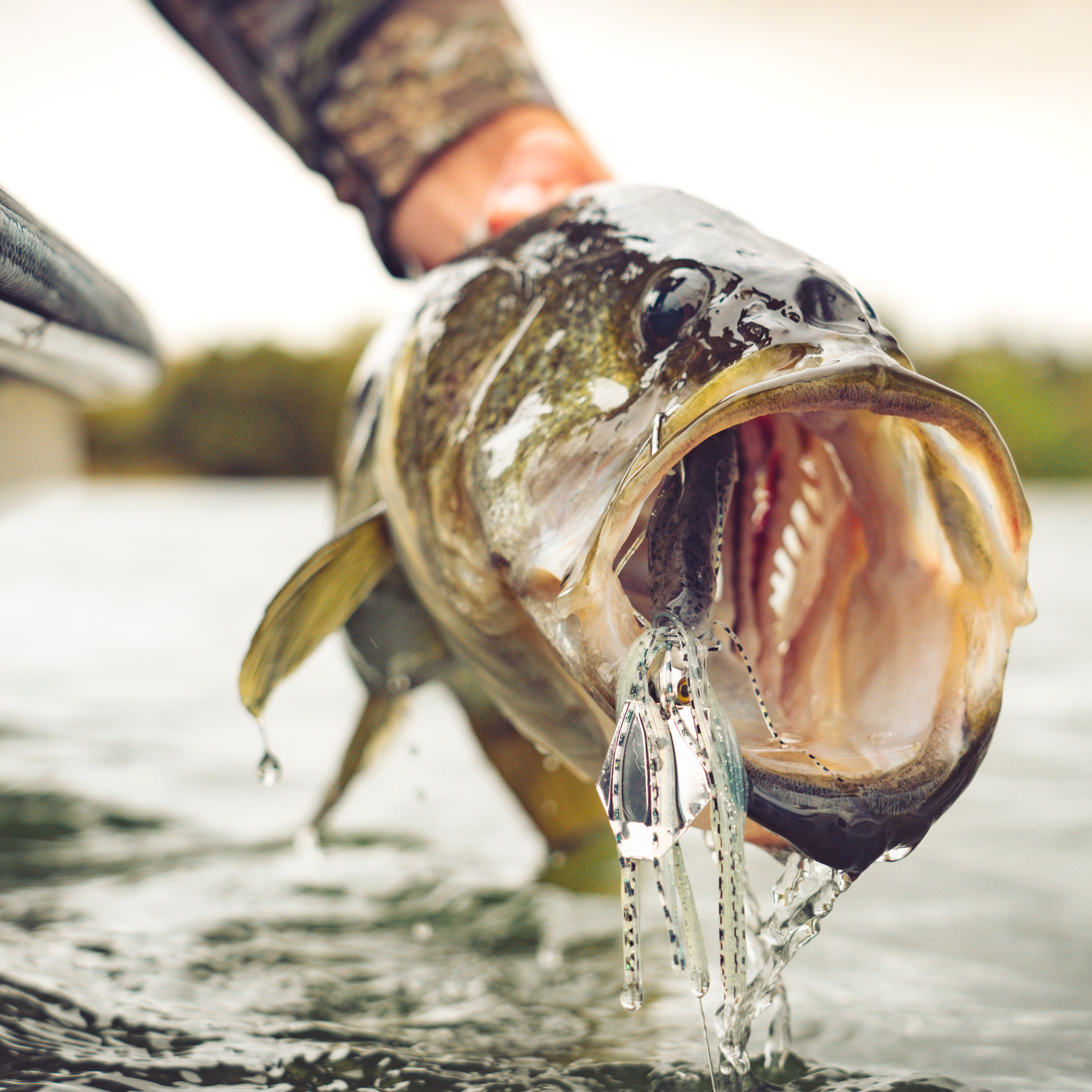 精鋭射手団の目立ちたがり PWS 4枚セット Z-Man Tungsten Chatterbait Elite EVO | Omnia Fishing