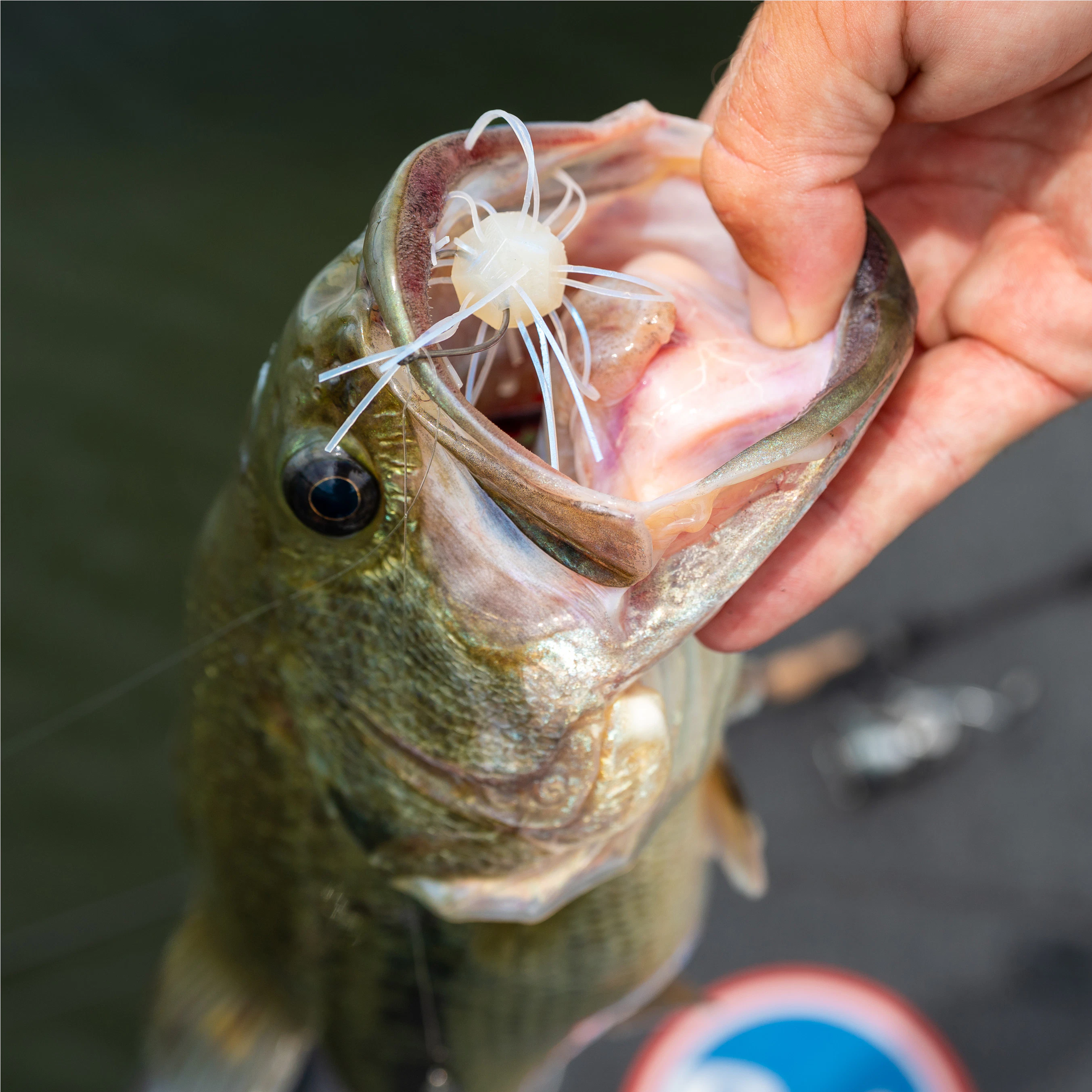 azuma wave z fishing lure Wake Mimicking an injured baitfish struggling on the surface Z-Man CrossEyeZ Power Finesse Jig