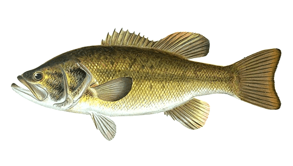 https://omnia-fishing.imgix.net/production/species/20220207195534.species_largemouth-bass.png?auto=format