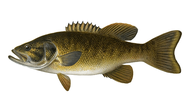 https://omnia-fishing.imgix.net/production/species/20220207195559.species_smallmouth-bass.png?auto=format
