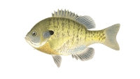 Panfish / Bluegill
