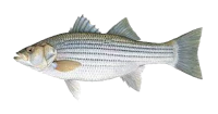 Striped Bass