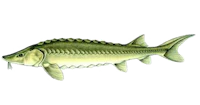 Sturgeon