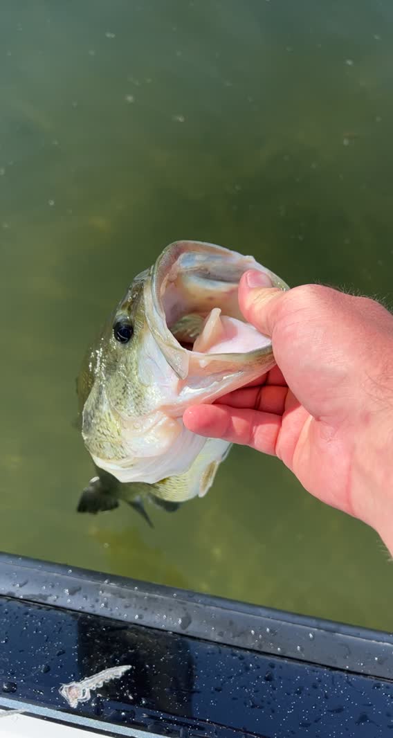 Lake Minnewaska Fishing Report for Smallmouth Bass(Jun 9, 2022) Omnia